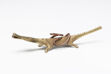 vergrößerte Ansicht: Krokodil-Figur mit Schlange auf dem Rücken, Bild 1